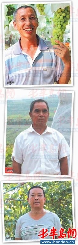 葡萄架下声名远播 专访大泽山“葡萄达人”