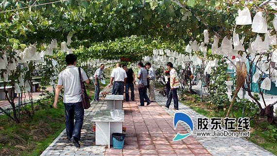 金秋果香:感受葡萄文化之旅 探访平度葡萄大观园