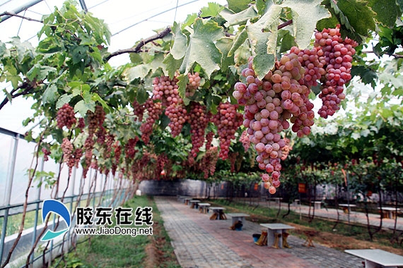 金秋果香:感受葡萄文化之旅 探访平度葡萄大观园