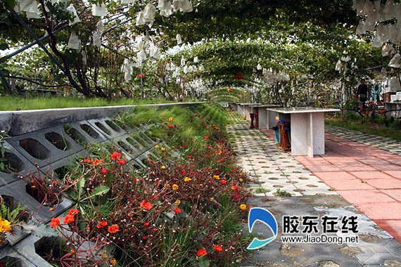 金秋果香:感受葡萄文化之旅 探访平度葡萄大观园