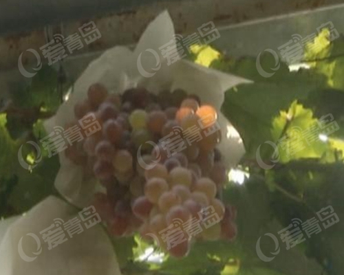 网上流传“避孕葡萄”视频究竟是真是假?